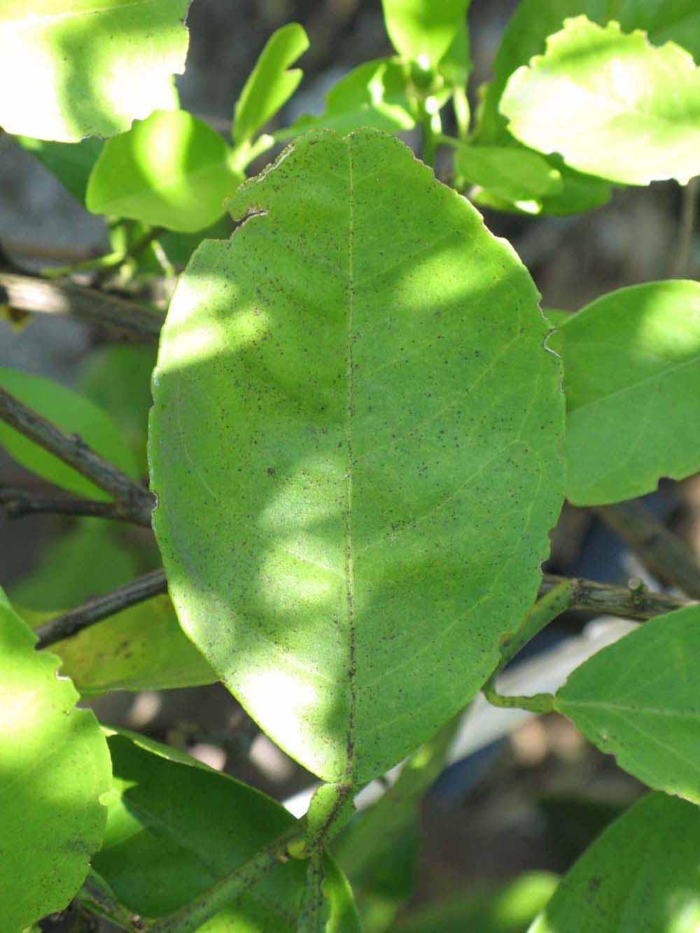              Unifoliolate leaf (Winter Haven, FL)       